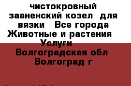 чистокровный зааненский козел  для вязки - Все города Животные и растения » Услуги   . Волгоградская обл.,Волгоград г.